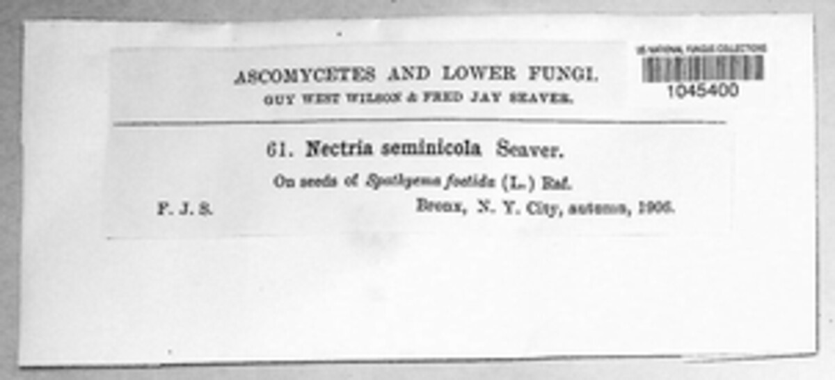 Nectria seminicola image